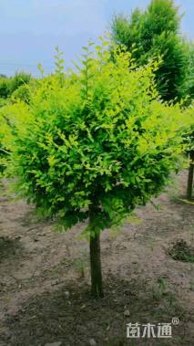 冠幅120厘米金叶榆球