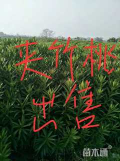 高度200厘米夹竹桃