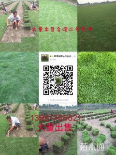混播黑麦草