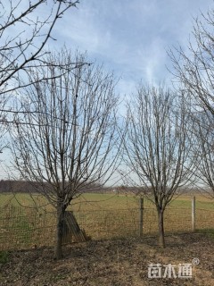 15公分绚丽海棠