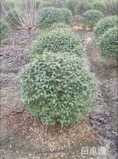 冠幅100厘米金禾女贞球