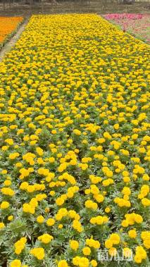 高度20厘米万寿菊