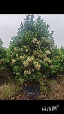 高度300厘米冬珊瑚