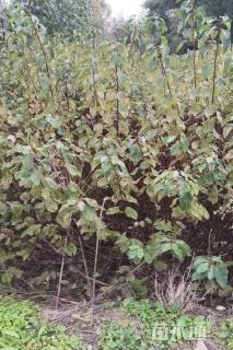 高度100厘米红瑞木