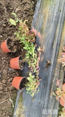 高度20厘米火焰南天竹