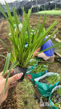 高度25厘米崂峪苔草