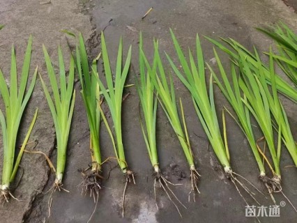 高度40厘米鸢尾