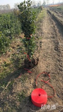 高度80厘米北海道黄杨小苗