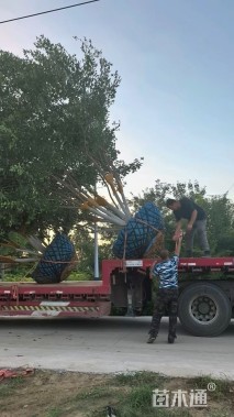 高度400厘米丛生元宝枫