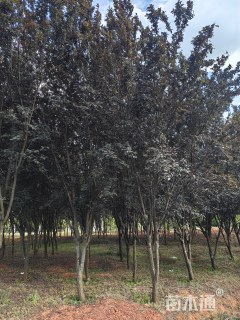 10公分紫叶李