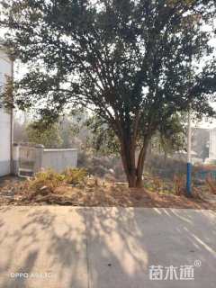 110公分(6杆)丛生香泡