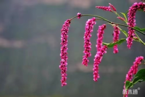 高度50厘米红蓼