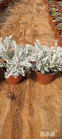 高度20厘米银叶菊