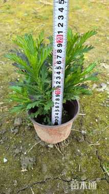 高度20厘米木春菊