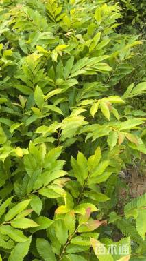 高度30厘米板栗