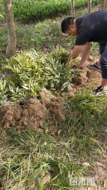 高度60厘米十大功劳