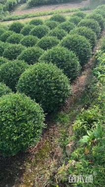 冠幅170厘米茶梅球