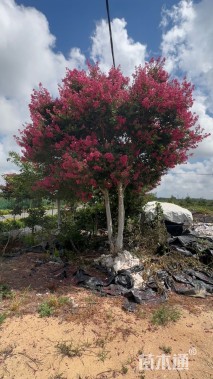 20公分红火箭紫薇