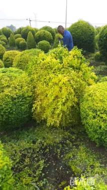 冠幅150厘米金冠女贞球