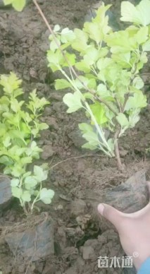 高度30厘米金叶风箱果