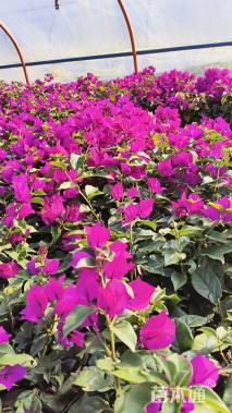 高度70厘米三角梅