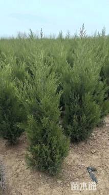 高度180厘米塔柏