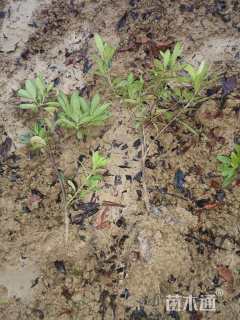 高度30厘米杜鹃