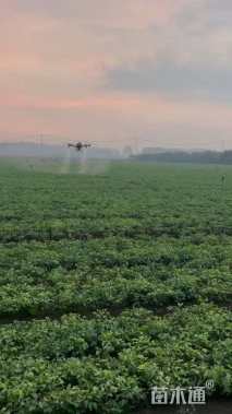 高度25厘米银杏小苗