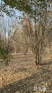 高度700厘米丛生元宝枫