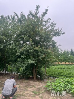 高度800厘米丛生三角枫