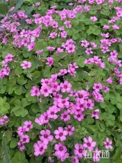 高度15厘米红花酢浆草