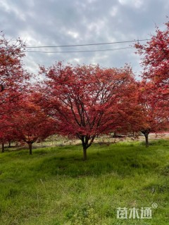 原生苗日本红枫