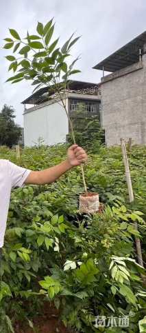 高度80厘米鸡脚连