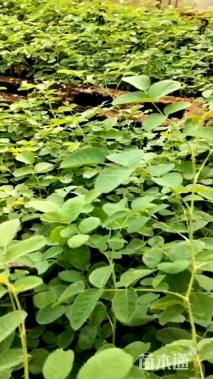 高度10厘米四季玫瑰