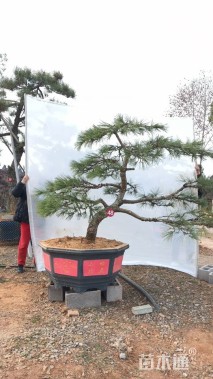 高度160厘米房产松