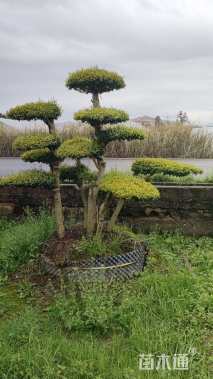 10公分造型亮晶女贞