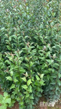 0.4公分大叶女贞