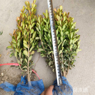 高度80厘米瓜子黄杨小苗