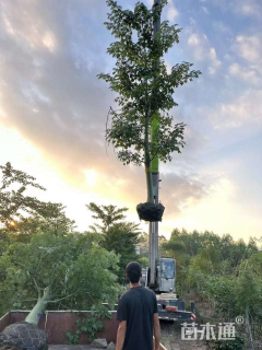 28公分大腹木棉