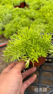 高度8厘米金叶佛甲草