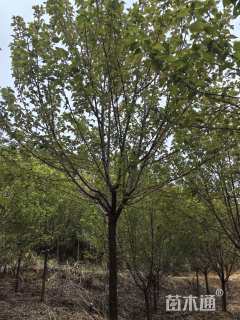 12公分香水樱花