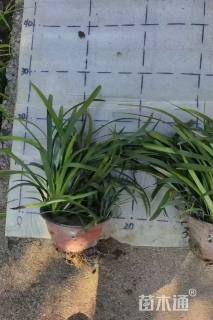 高度20厘米兰花三七草