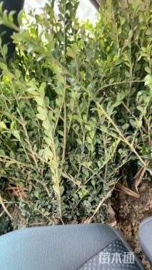 高度35厘米龟甲冬青小苗
