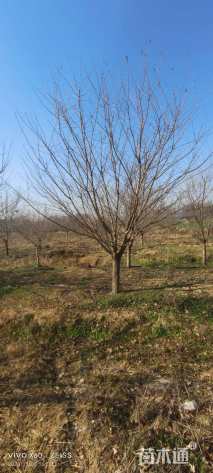 15公分染井吉野樱