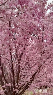 8.6公分八重红彼岸