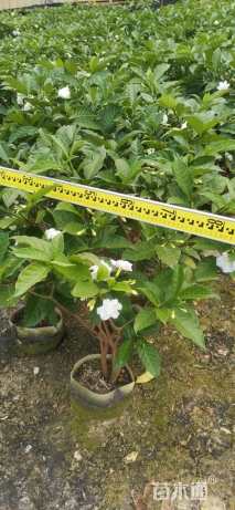 高度80厘米狗牙花