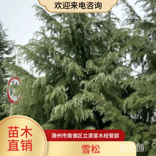 高度300厘米雪松