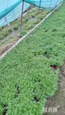 高度8厘米美女樱