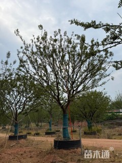 35公分朴树
