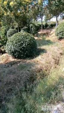 冠幅250厘米红叶石楠球